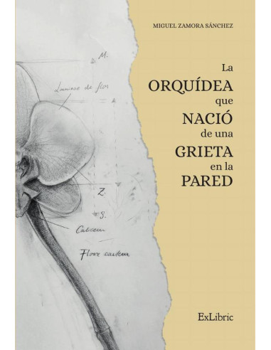La orquídea que nació de una grieta en la pared