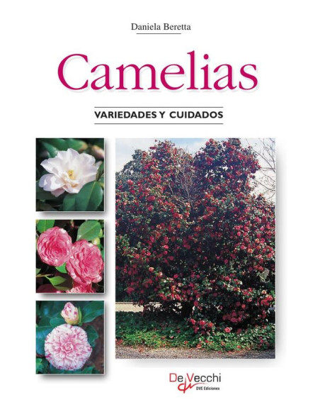 Camelias