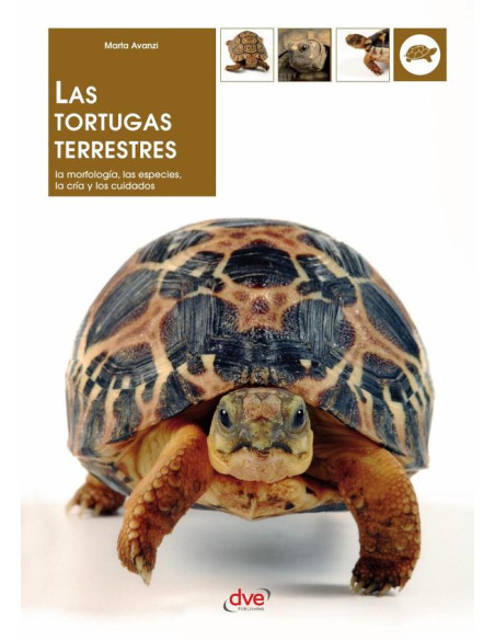 Las tortugas terrestres