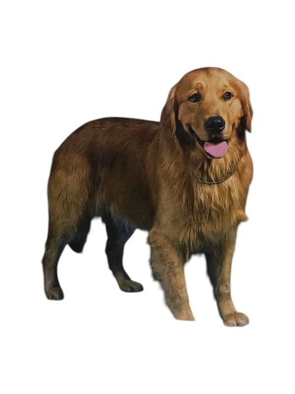 El golden retriever